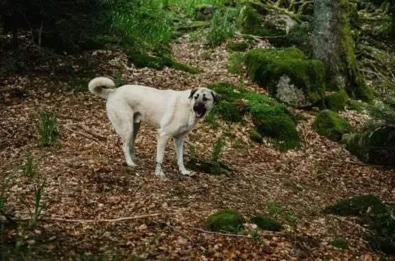 Chien beige Réko perdu à Roppe - photo
