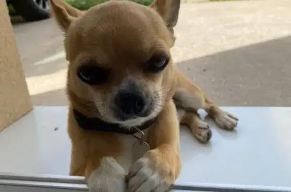 Chihuahua marron perdu à Pavillons-sous-Bois - photo