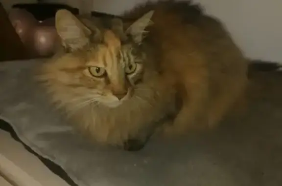Chat perdu, , photo: Chat perdue au Horps, Pays de la Loire