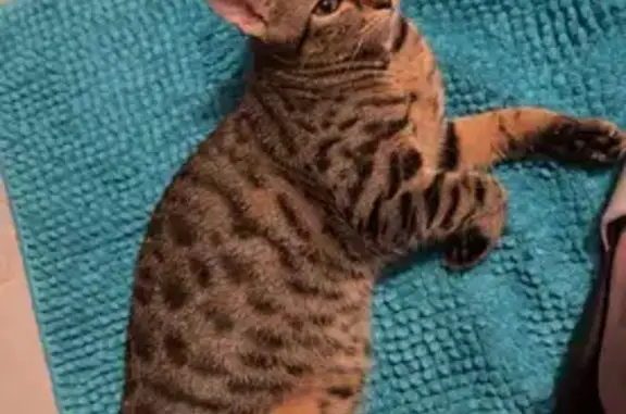 Chatte tigrée perdue à Crépy-en-Valois - photo