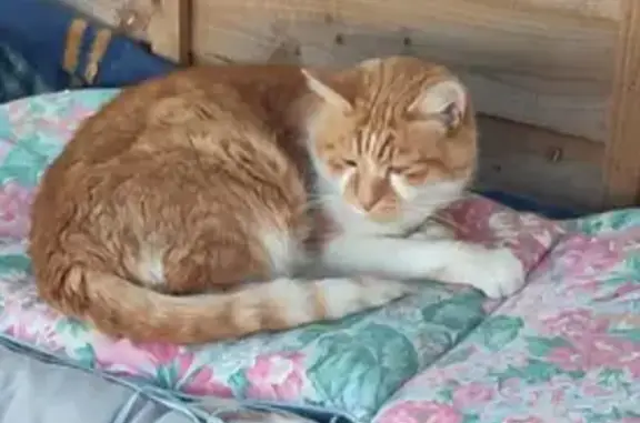 Lost Ginger Tom: Responds to Clapping