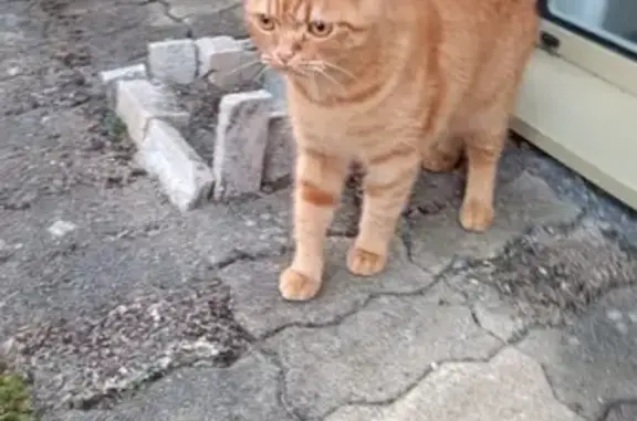 Chat roux clair perdu, rue des Chênes - photo