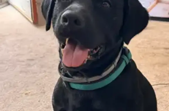 Lost dog