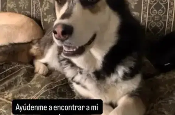 Perro Perdido: Mancha en Lengua y Espalda