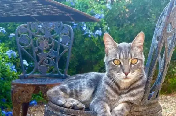 Chat gris perdu à Ollioules - photo