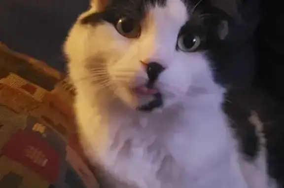 Friendly Long-Haired Cat Lost in Millbury