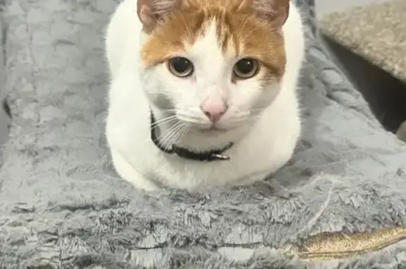 Gatos perdidos, , foto: Gato Perdido: Blanco y Naranja en Loma Encantada