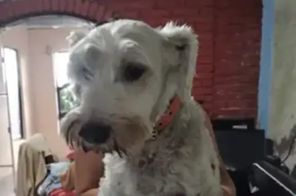 Perro Perdido con Collar Naranja en Uruapan