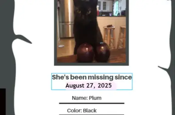 Lost Mocha Cat: Help Us Find Her!