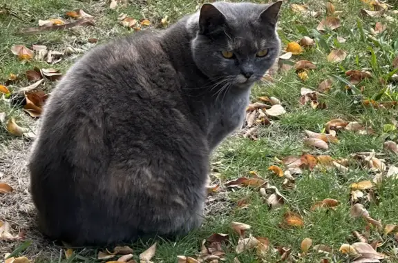 Lost Grey Shorthair Cat: 'AN AN' in Boroondara