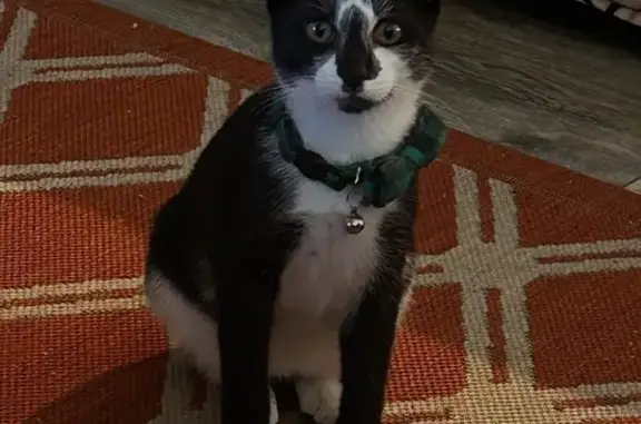 Lost Tuxedo Cat: Timid, White Mittens