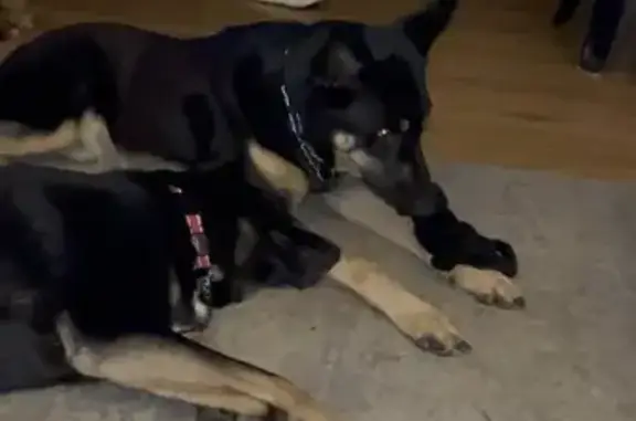 Lost Black & Tan Shepard in Bristol