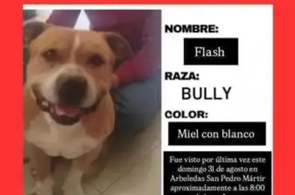 Bulldog perdido: Café y blanco en CDMX