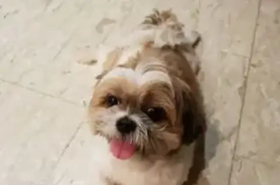 Lost Shihtzu, Tricolor, 12y, Changi Rd
