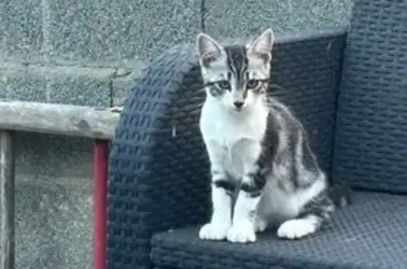 Chat perdu Rue Valentin, Mûrs-Erigné - photo