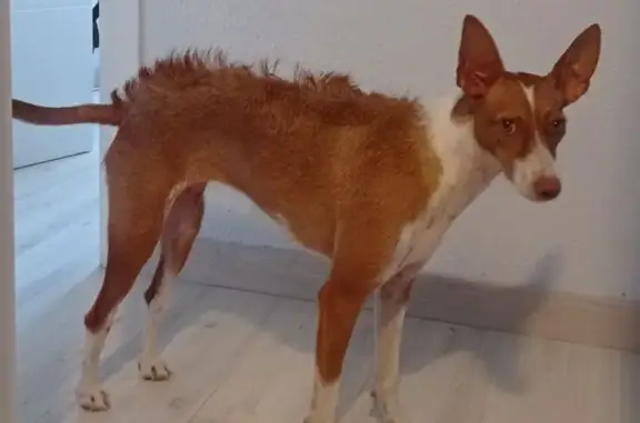 Perro Podenco Marrón Perdido en Zaragoza