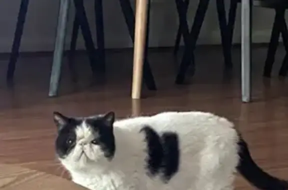 Chat perdu : Pablo, noir et blanc, timide - photo
