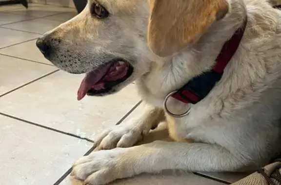 Animaux trouvés , photo: Chien Labrador trouvé à Châteaugay