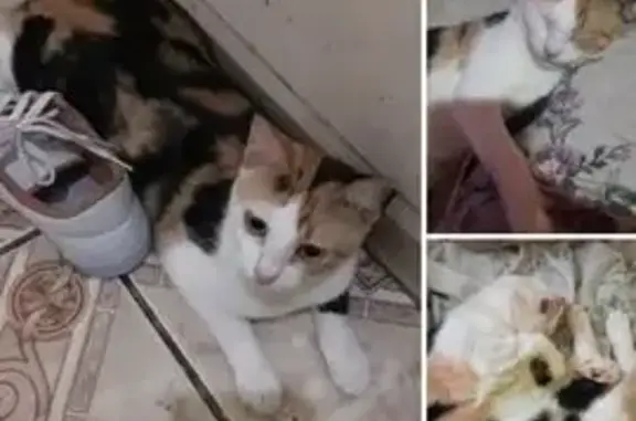 gato desaparecida