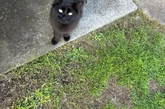 Lost Fluffy Black Cat: Moreton Bay Area