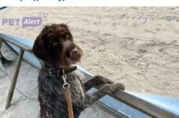Chien perdu , photo : Chien perdu : Unter, 2 ans, vue à Chevilly