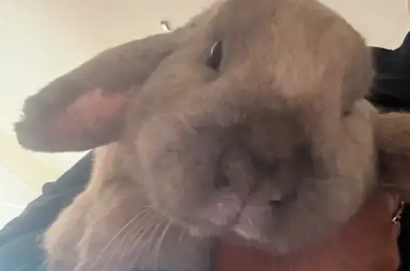 Friendly Beige Rabbit Found on...