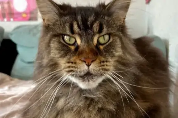 Chat perdu, Nevers, photo: Chatte Maine Coon perdue à Nevers