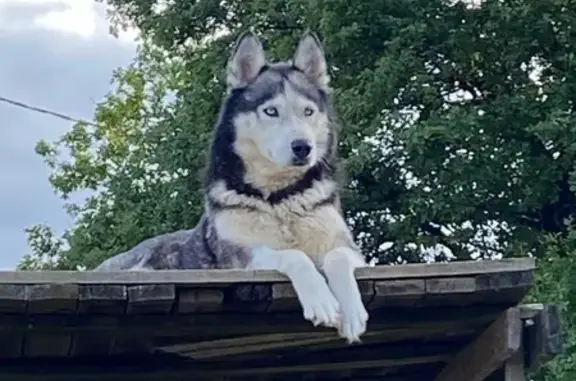 Animaux trouvés , photo: Husky 