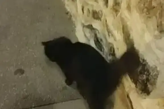 Animaux trouvés Paris, photo: Chat noir trouvé, doux et sociable à Paris