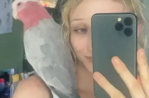 Lost Galah Cockatoo: Loud, May Attack