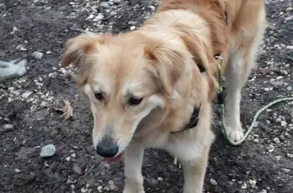 Chien perdu , photo : Chien perdu à Thônes, craintif, crème