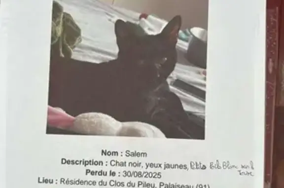 Chat noir perdu à Palaiseau - photo