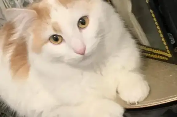 Animaux trouvés Vitry-sur-Seine, photo: Chat roux et blanc perdu à Vitry-sur-Seine