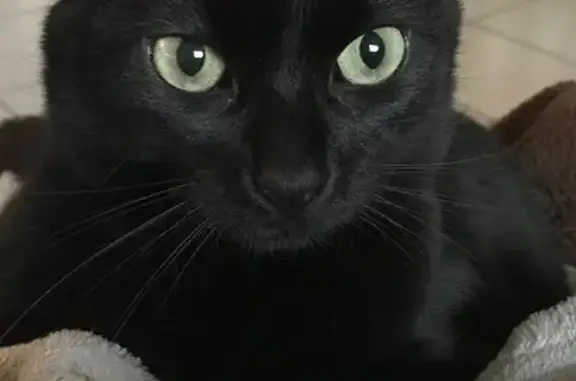 Chat perdue aux Sorinières : Kahlia - photo