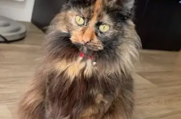 Chat écaille de tortue perdue à Ozoir - photo
