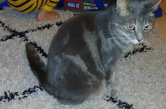 Chat gris perdu : Kiwi, 10 ans, castré - photo