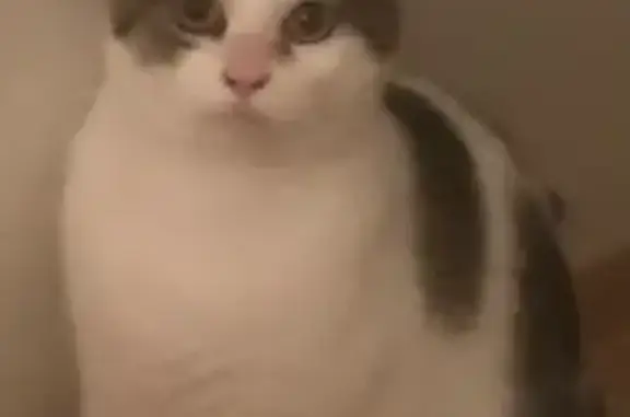Chatte perdue: Blanche, tâches grises/beiges - photo