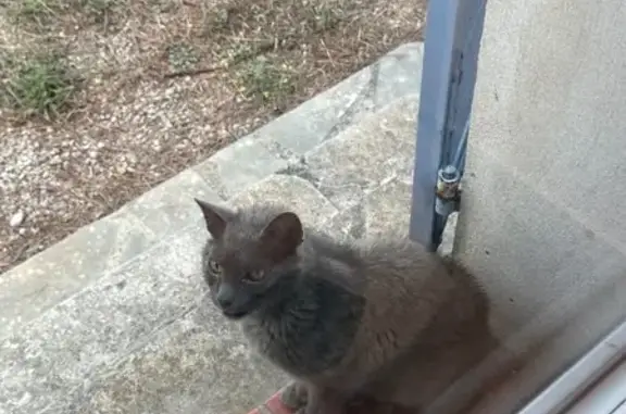Chat trouvé revient quotidiennement à Mougins - photo