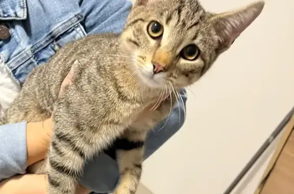 Animaux trouvés , photo: Chaton retrouvé à l'école de Roeschwoog