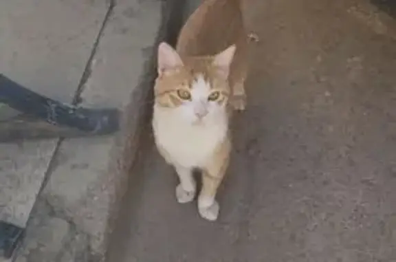 Gato Cariñoso Hallado en Calle...