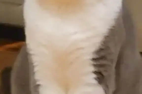 Lost: Calm White & Grey Cat in Melbourne