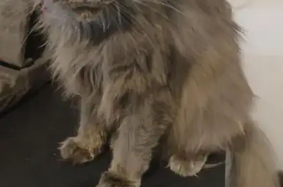 Chat perdu, Ambérieu-en-Bugey, photo: Chatte Main Coon perdue à Ambérieu-en-Bugey