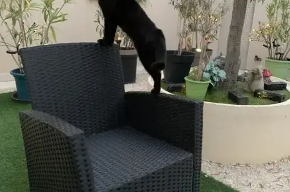 Chatte noire câline perdue à Pujaut - photo