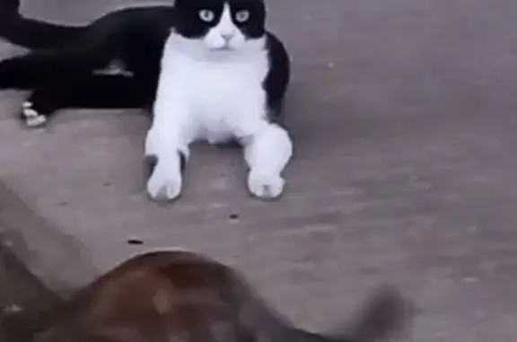 Chat noir et blanc perdu à Avon - photo