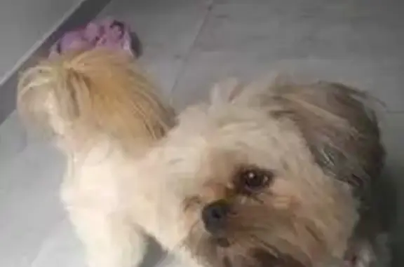 cachorro desaparecida