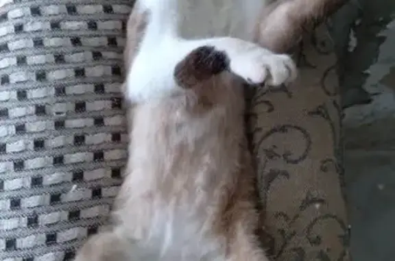 gato desaparecida