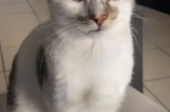 Chatte perdue Nala, enceinte, Cellefrouin - photo