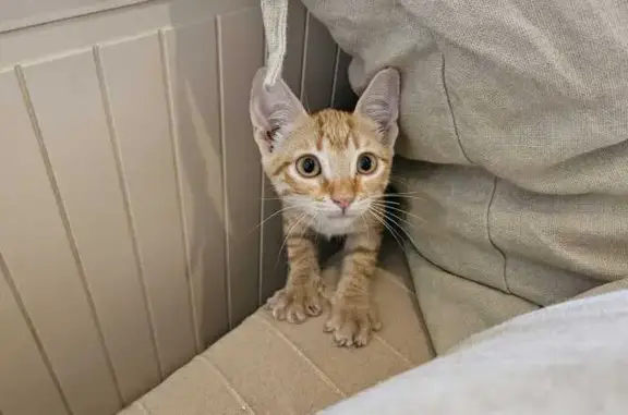 Gato encontrado Rincon de la Victoria, foto: Gatita Orange Encontrada en Rincón de la Victoria