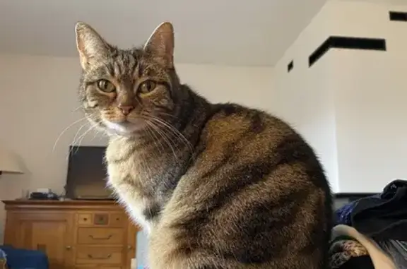 Chatte tigrée perdue, Rue des Roses - photo