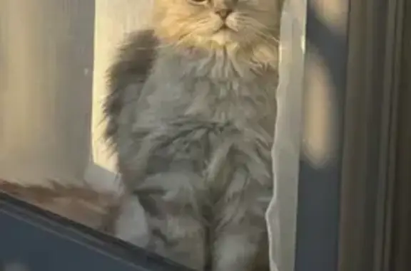 Animaux perdus , photo: Chat gris perdu à Lairoux jeudi soir